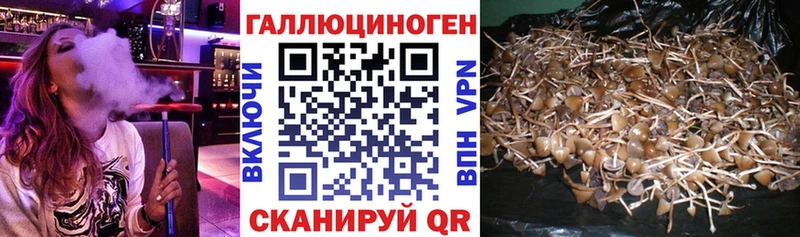 Галлюциногенные грибы Psilocybine cubensis купить наркотики сайты Поворино